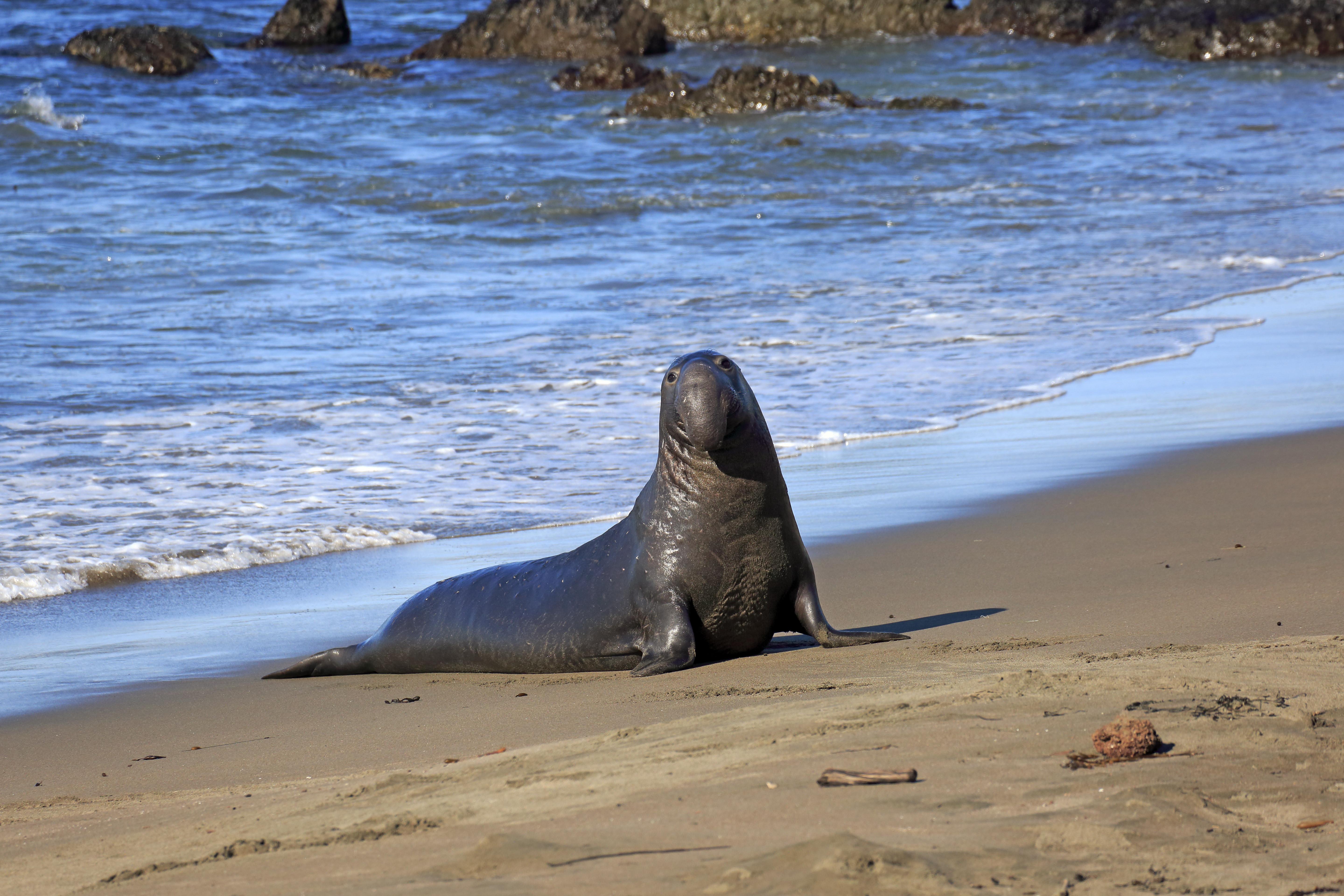 Piedras Blancas Elephant Seal Rookery