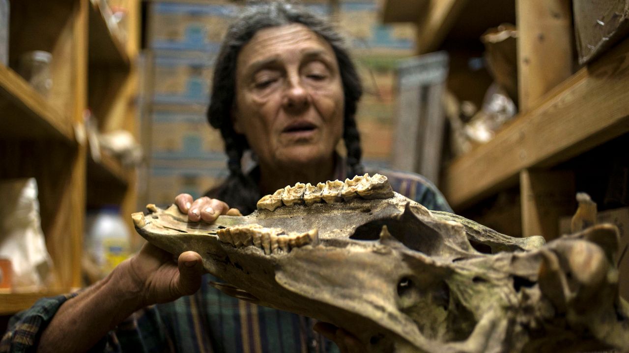 Biologist Carol Ruckdeschel explains the stress experienced by horses living on Cumberland using a specimen from her private collection.