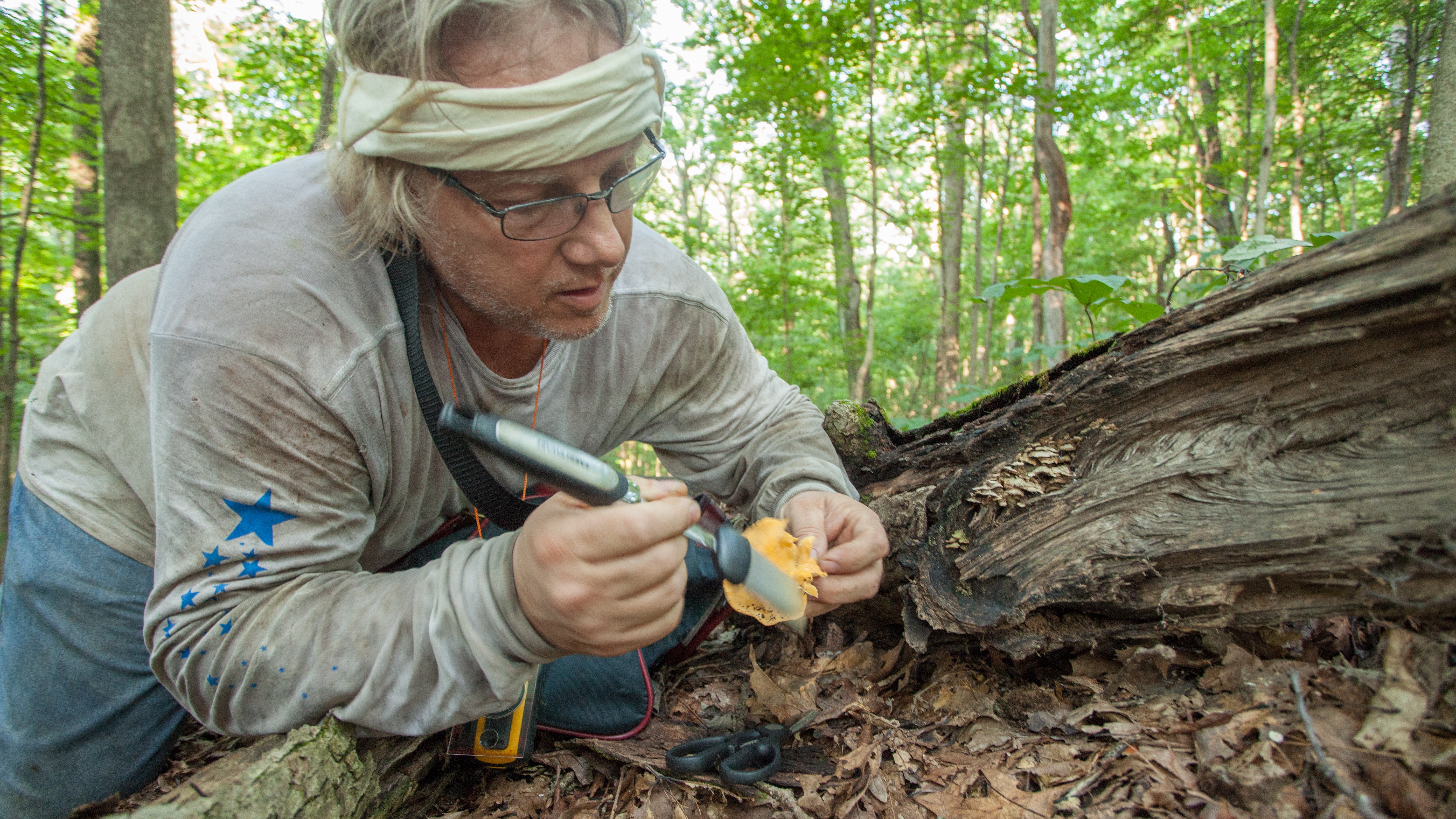 Hunting for Wild Mushrooms in Indiana